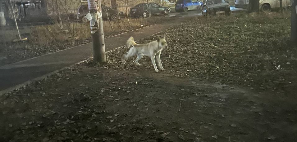 Саратовцы требуют срочно отловить собаку, искусавшую молодую маму